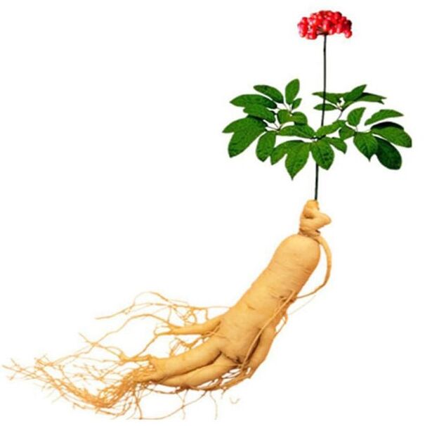 Root ginsenga u xtrazexu (1)