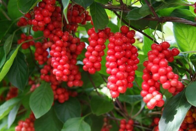 Schisandra za povećanje potencije